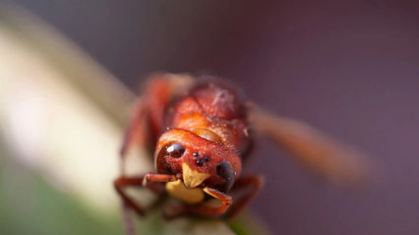 a red insect that is on top of a plant