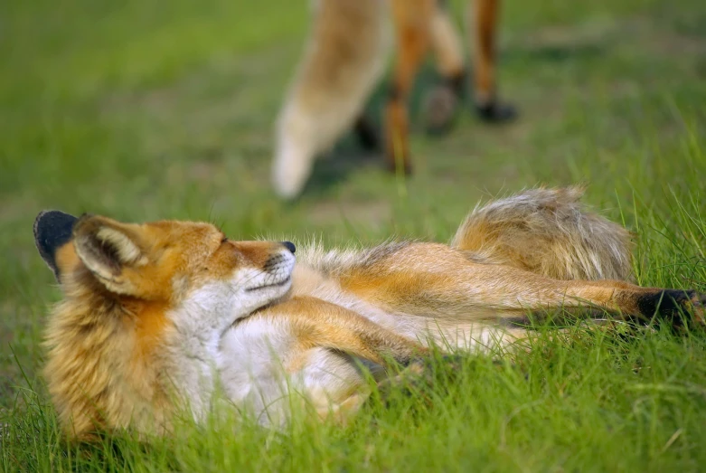 a dog standing behind another dog in a field