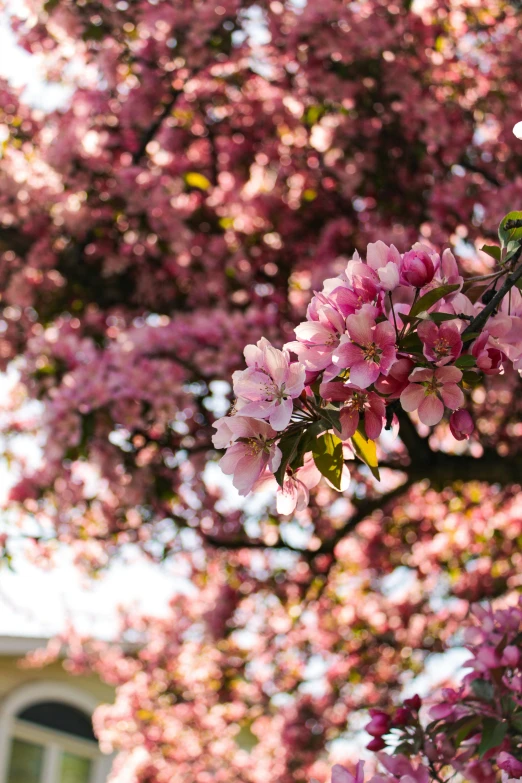 a pink flowery tree with house in background