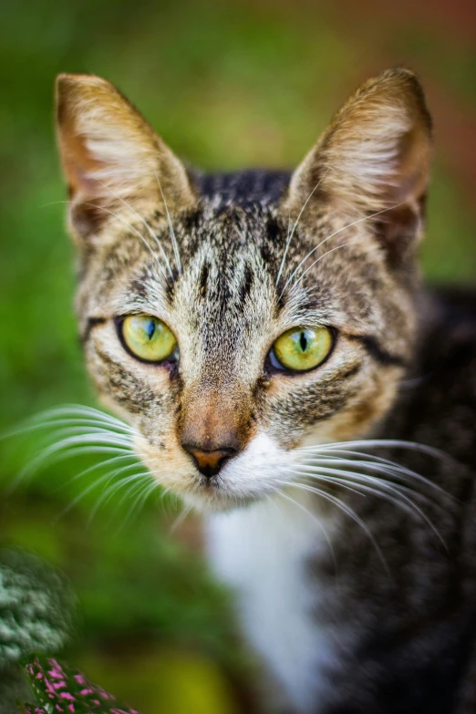 the cat looks straight ahead with green eyes