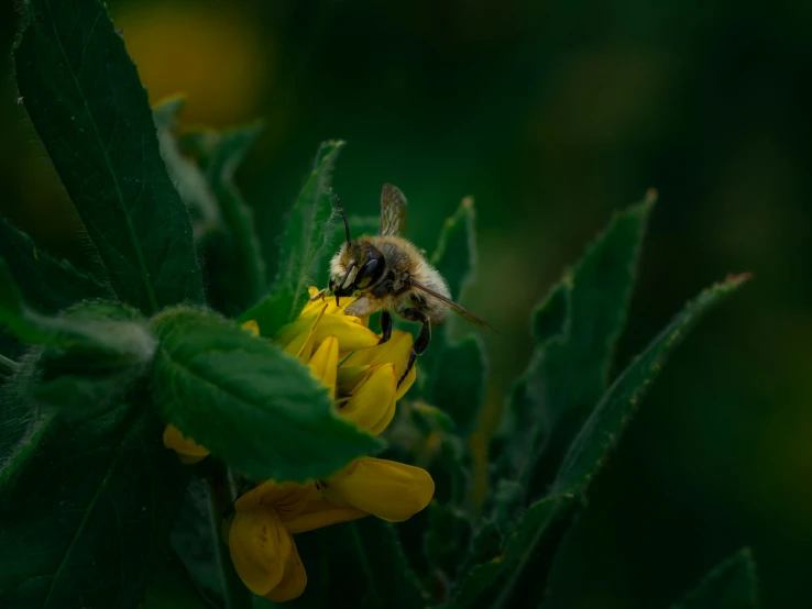 a close up of a bee on a plant with yellow flowers