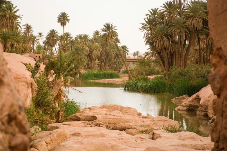 a river flowing through an area with trees in the background