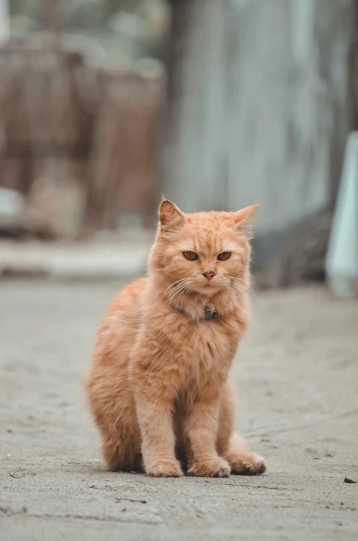 a small orange cat is sitting on the ground