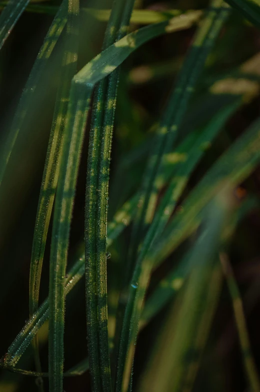 closeup view of water droplets on grass