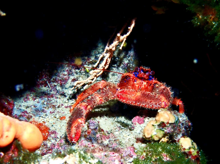 there is a strange creature inside of this underwater cave