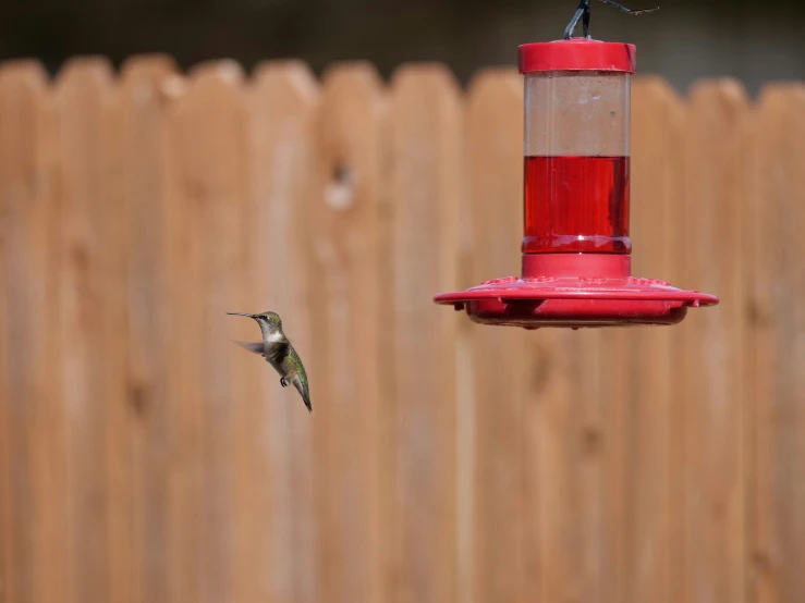 a hummingbird flies near a feeder in a backyard