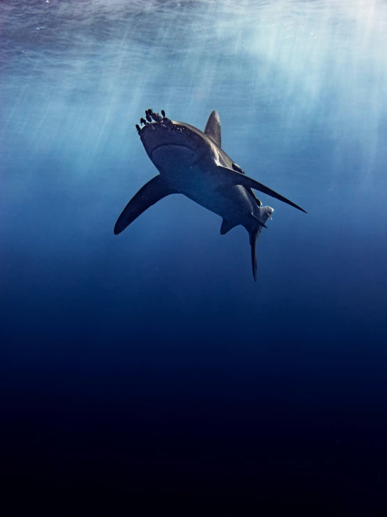 a shark swimming under water in a large open sea