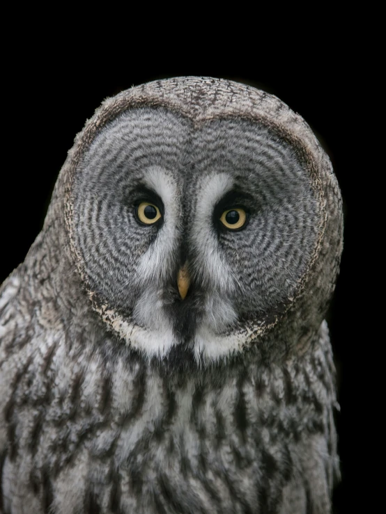 an owl with yellow eyes looking straight ahead