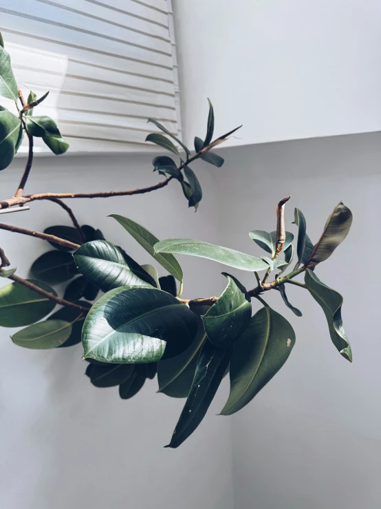 a green plant that has leaves on it