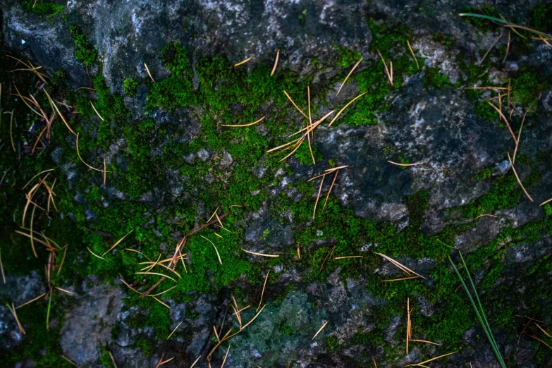 moss growing on some rocks covered in grass