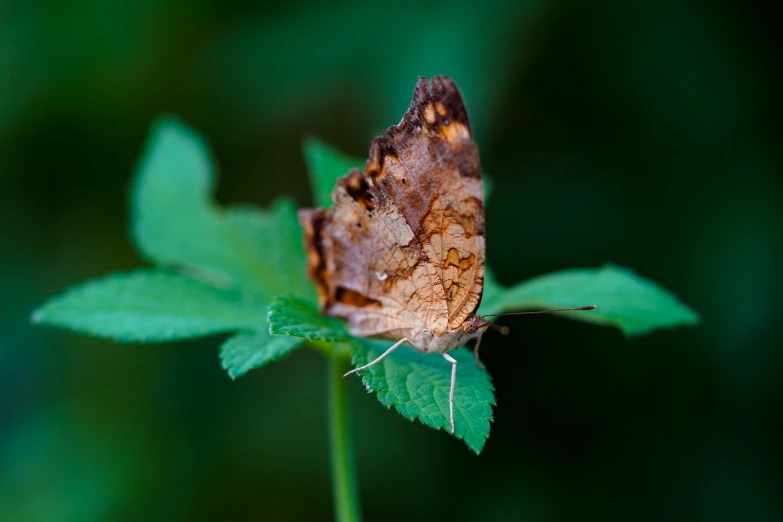 there is a small erfly that is on top of a leaf