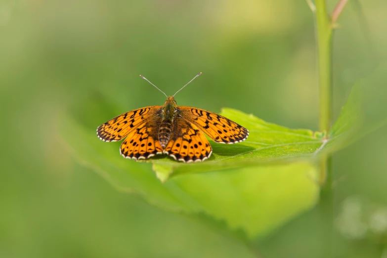 a close up image of an orange and black erfly