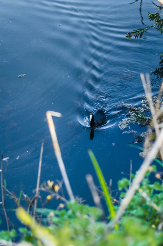 a duck swimming in a pond near some plants