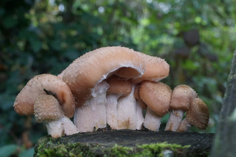 mushrooms growing on a tree trunk in the forest