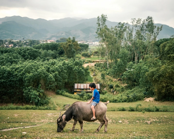 the boy is sitting on top of the water buffalo