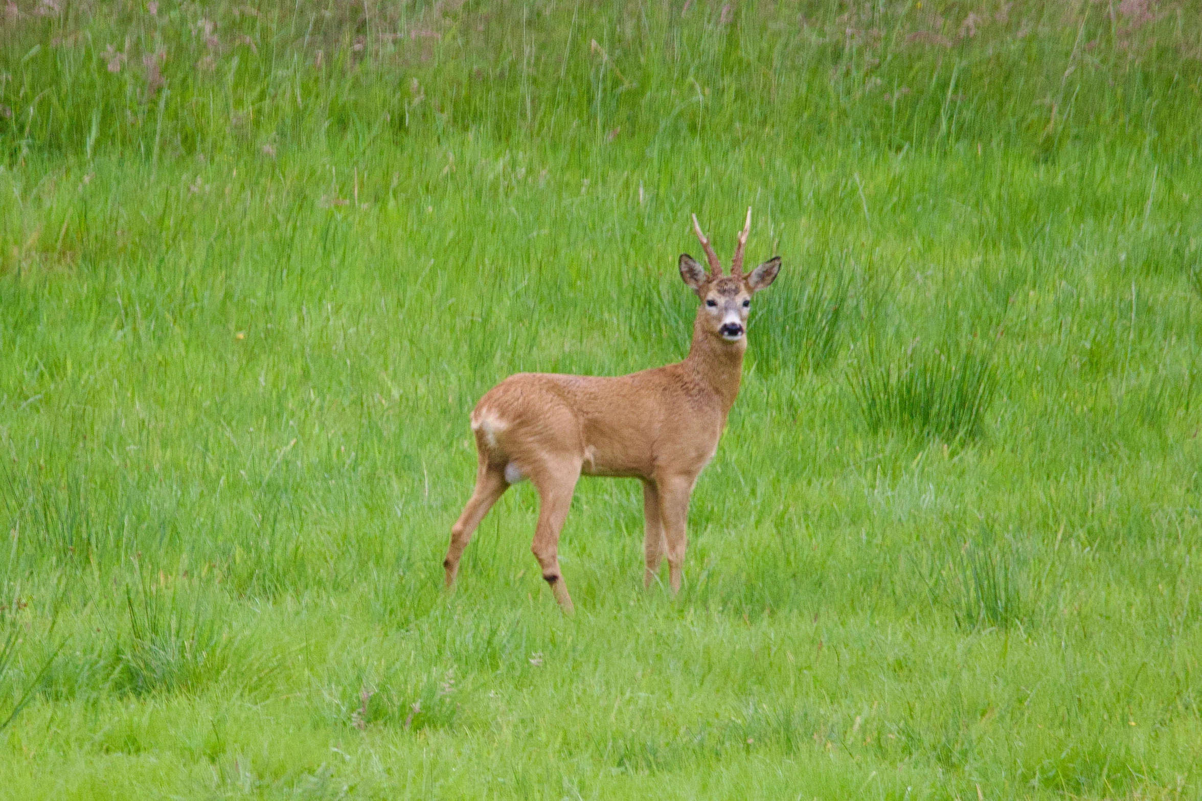 a deer in a field is looking forward