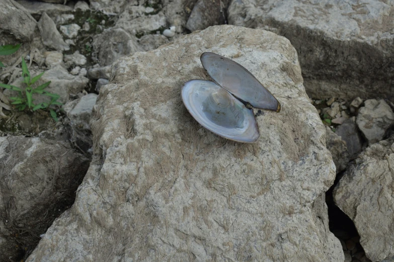 the silver dish on the rock is being used as an object