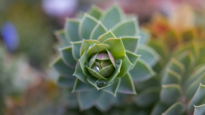 a green leaf with water drops attached to it