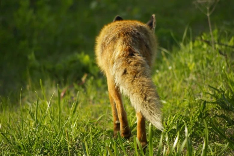 a fox walking in the grass with its tail reaching for soing