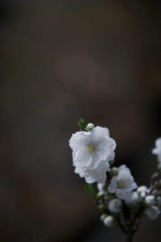 a close up of white flowers with a black background