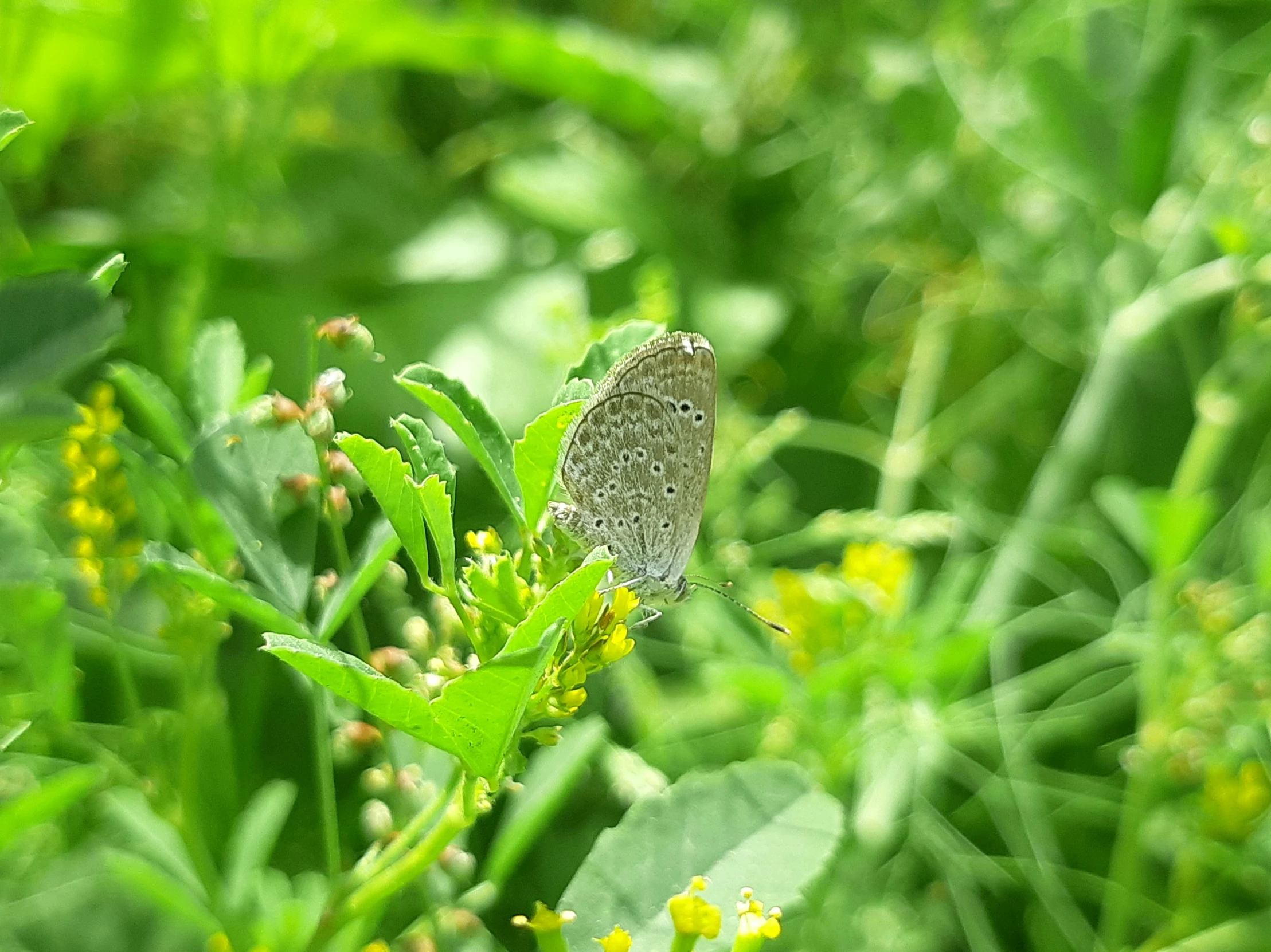 the grass is green and has yellow flowers