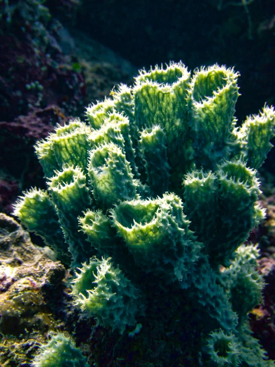 a close up of a green coral under the sea
