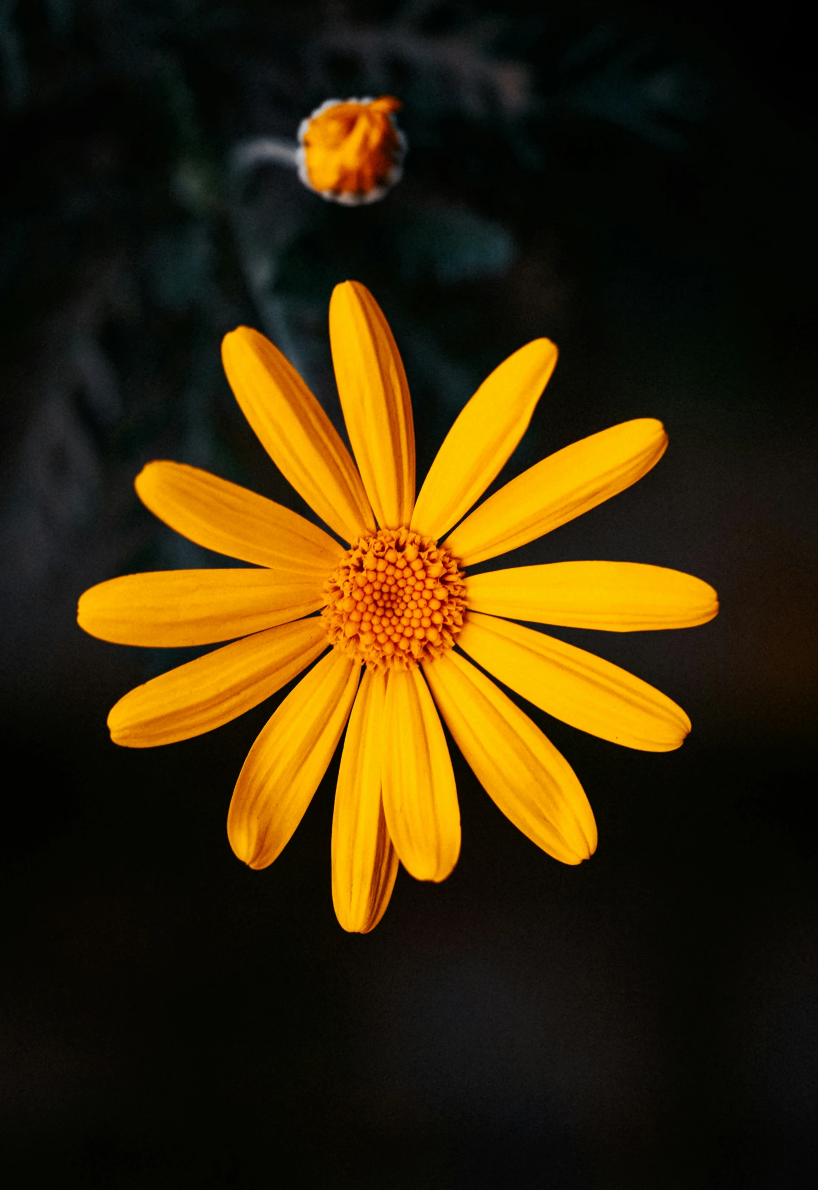 the view looking down at the yellow flower