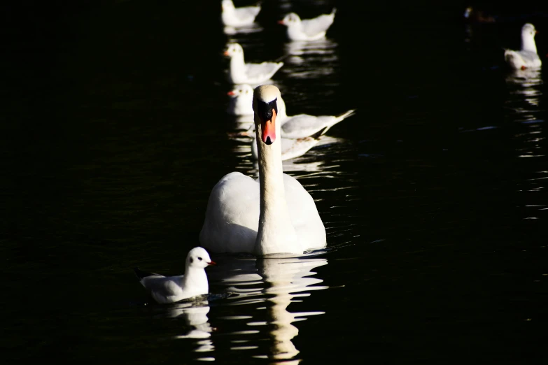 several white ducks swim on a dark lake