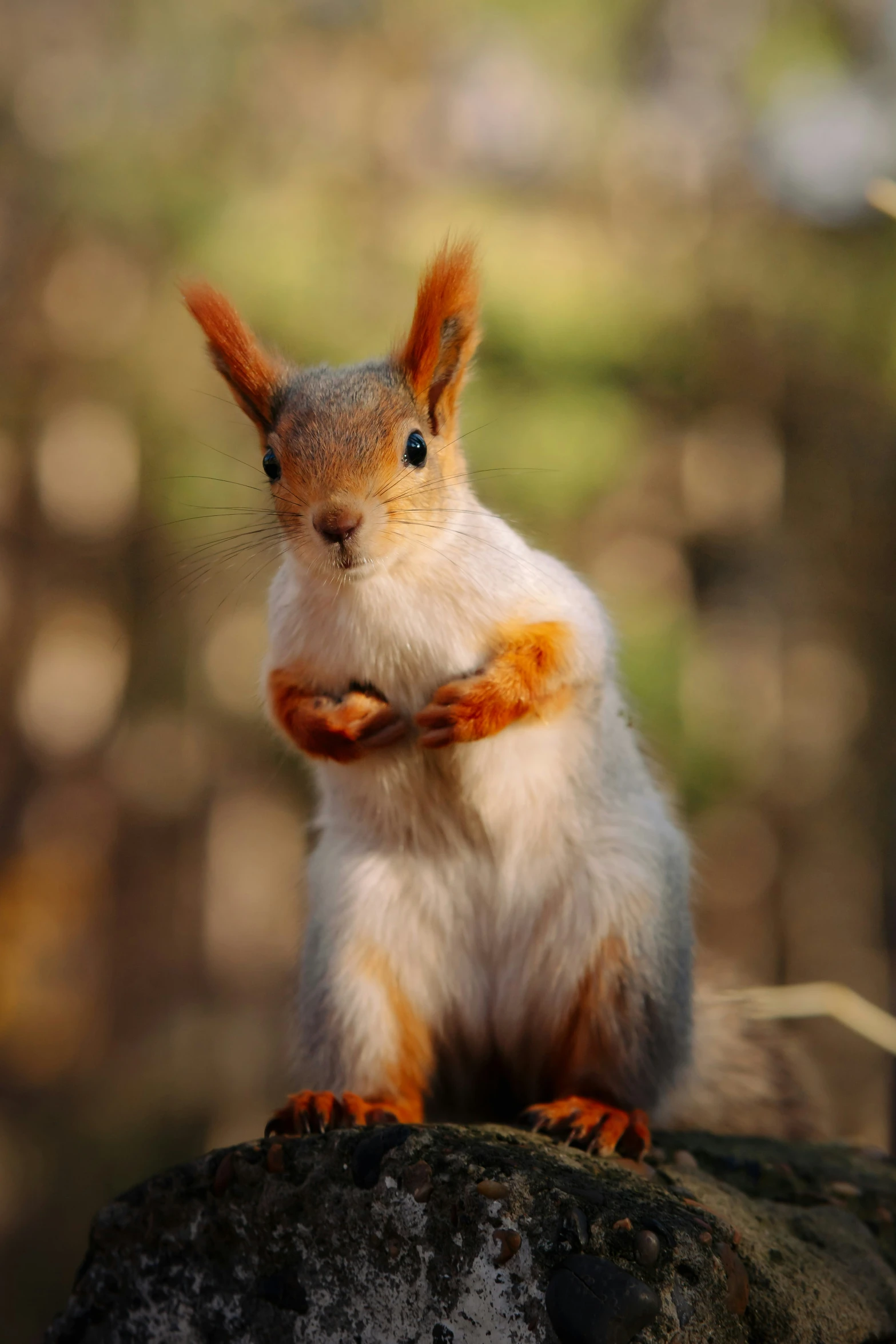 an adorable squirrel with orange markings sits on top of a rock