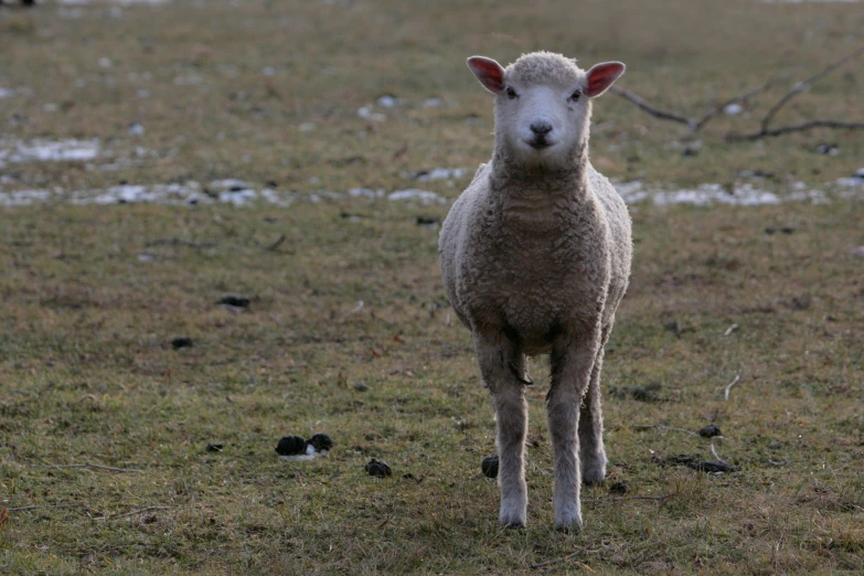 a sheep standing on a dry grass field