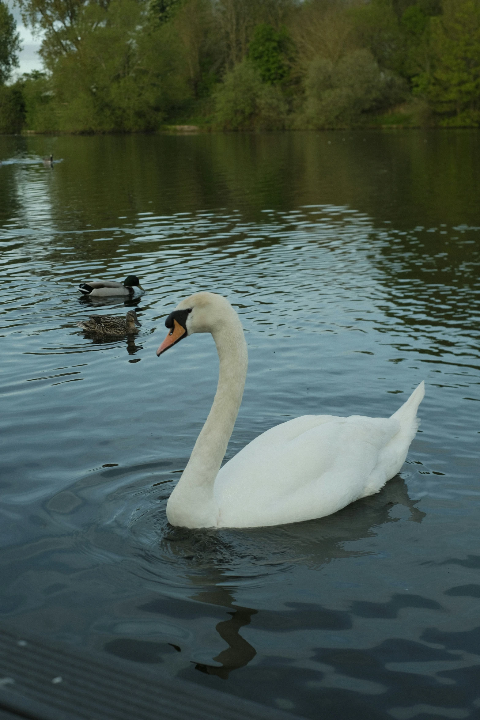 a couple of swans swimming next to each other on a lake