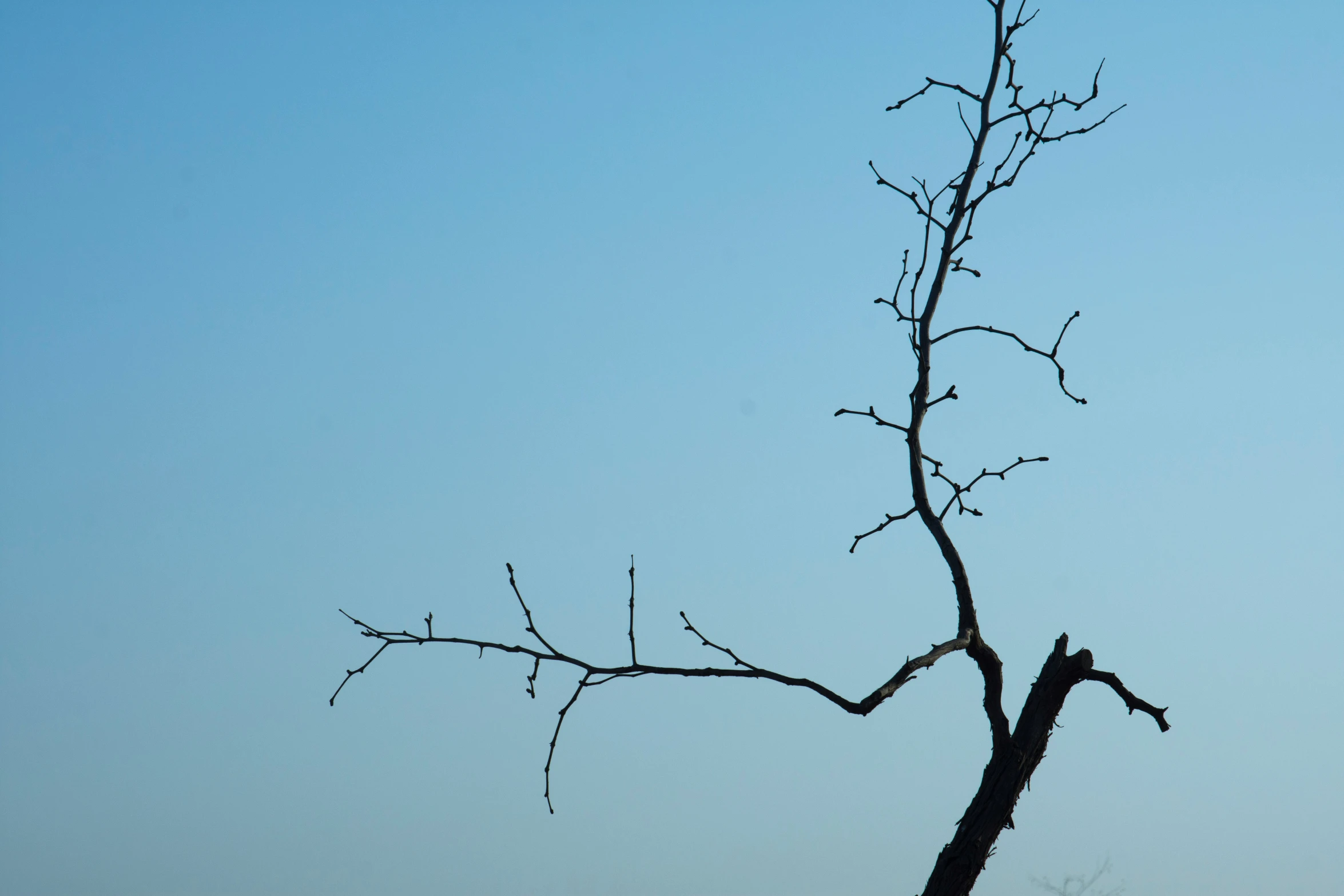 a bare tree nches with an almost clear sky behind it