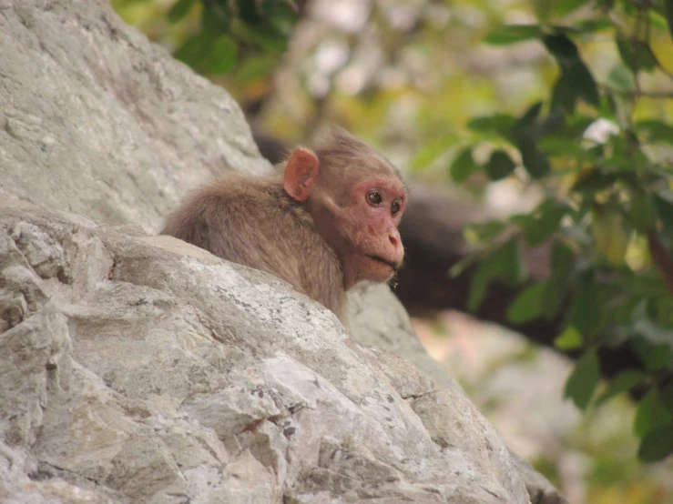 a baby monkey with its face stuck between two large rocks