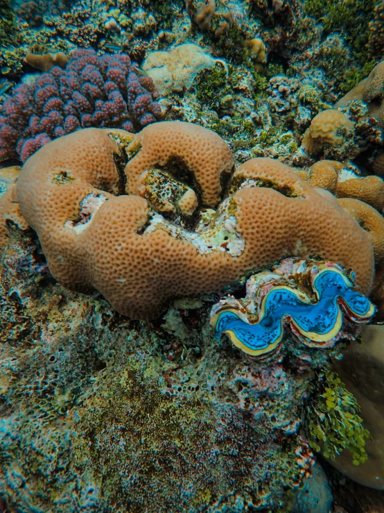an underwater sea scene of various corals and sea sponge