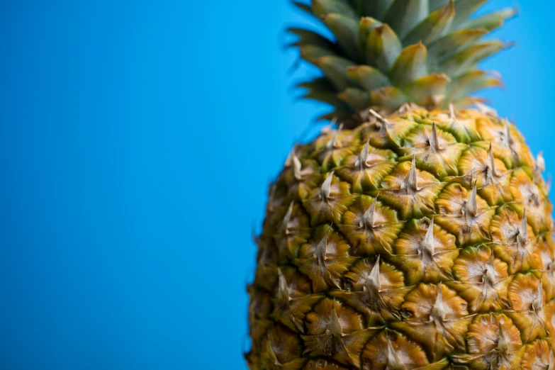 a yellow pineapple with blue background and no leaves