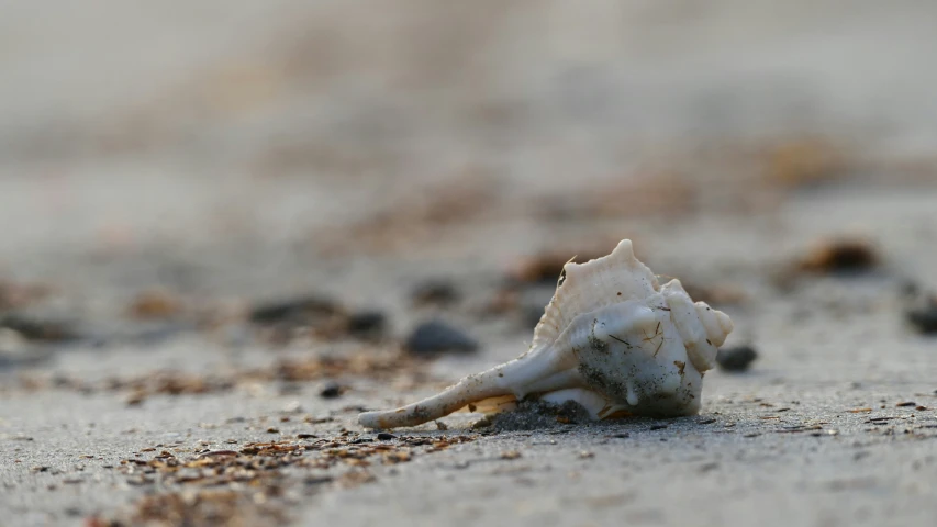 a shell that is sitting in the sand