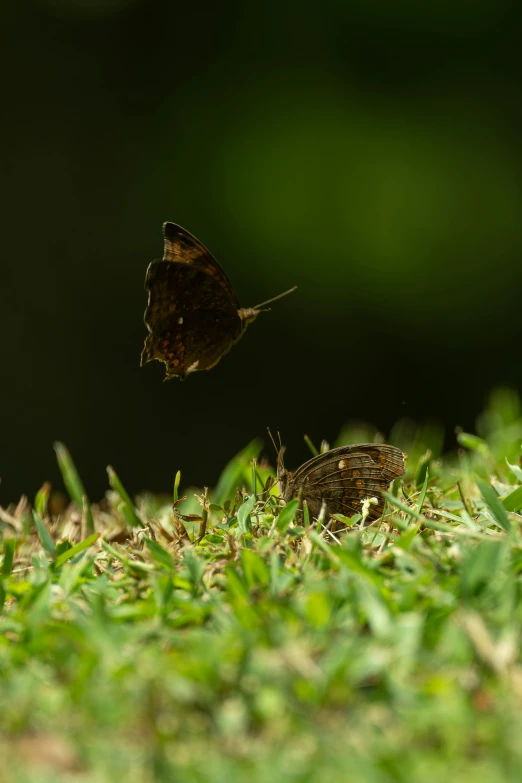 two small insects are shown on some grass