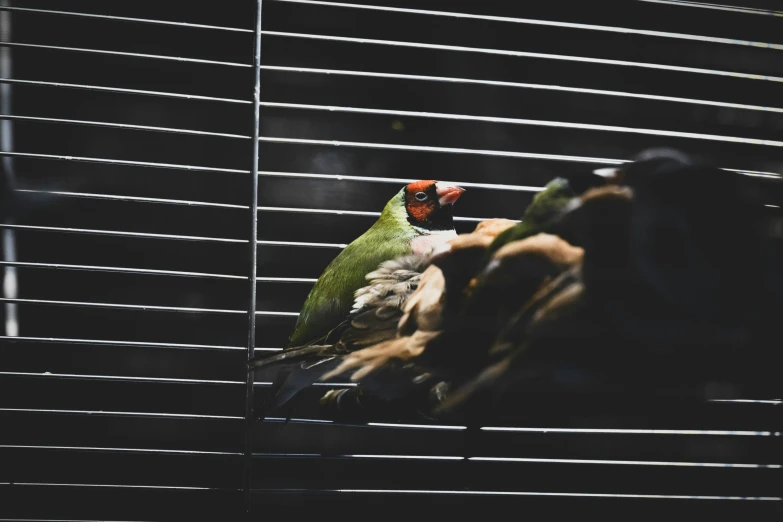 two green birds perched on a blind together