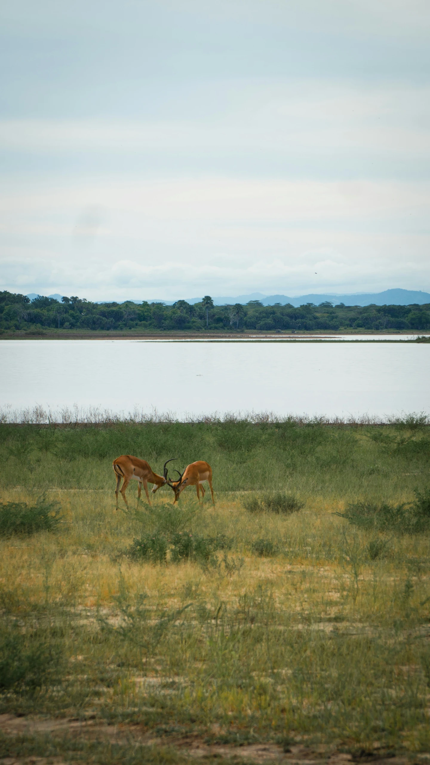 two elk are standing in a grassy area by a lake