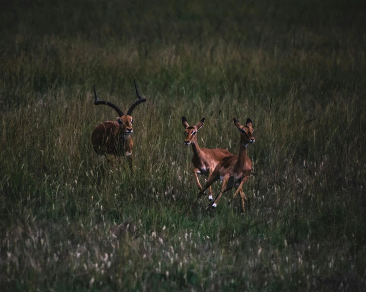 a couple of deer running through a lush green field