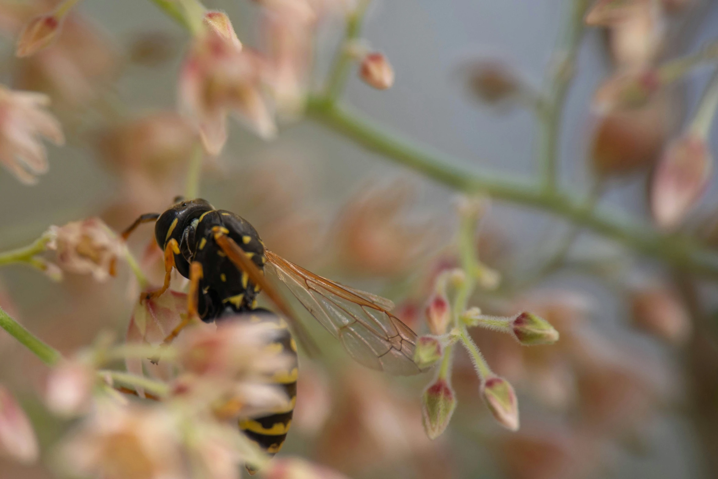 a bee that is flying around on some flowers