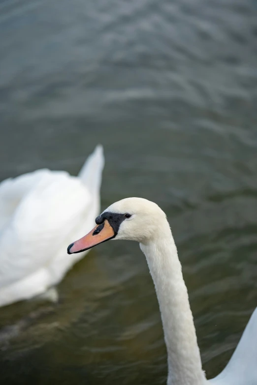 a swan and another white swan floating on water