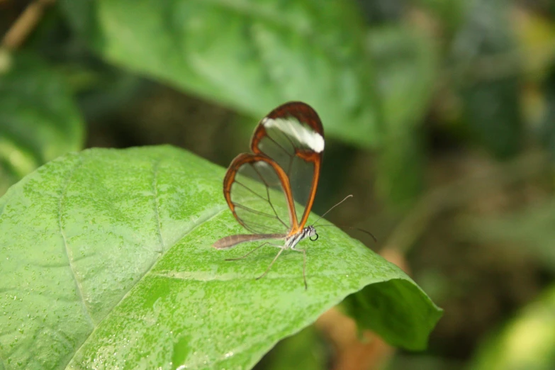 a red and white erfly resting on a green leaf