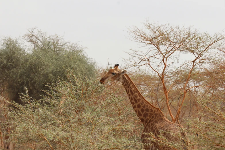 a giraffe stands among the nches and vegetation