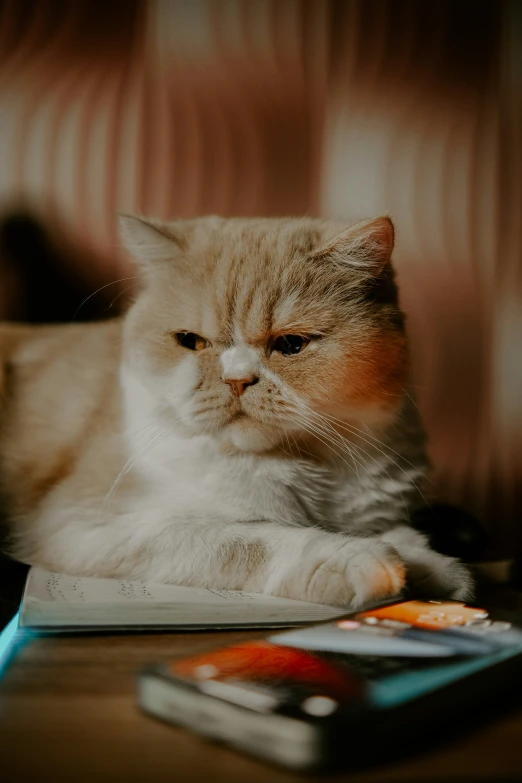 there is a cat that is sitting on a table