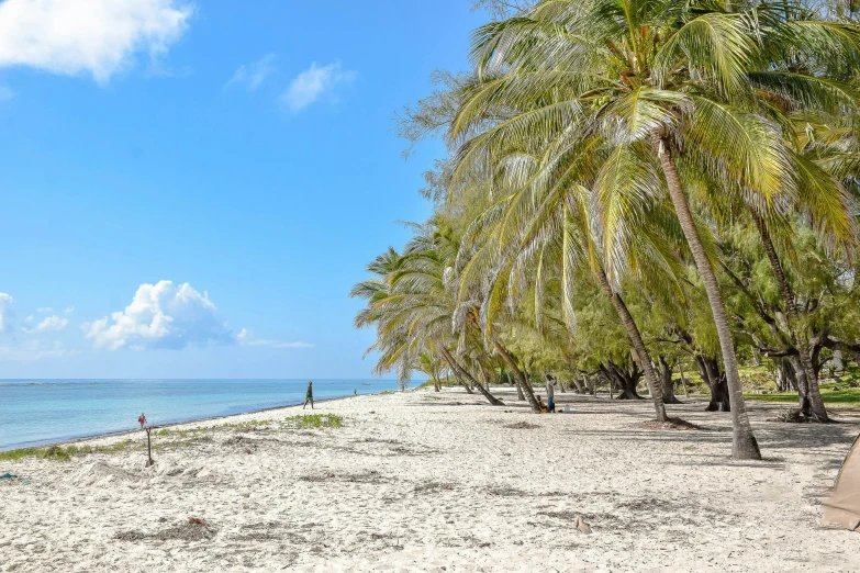 an empty beach area with trees, a bench and the ocean