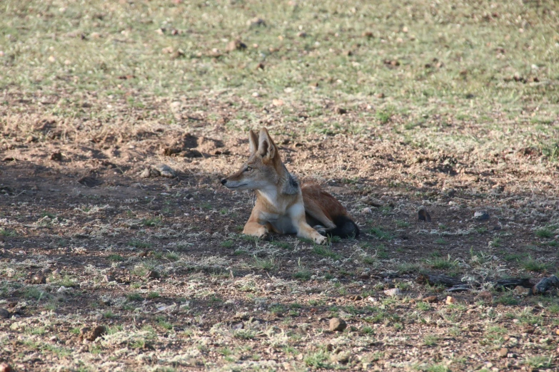 a dog that is sitting on a dirt field