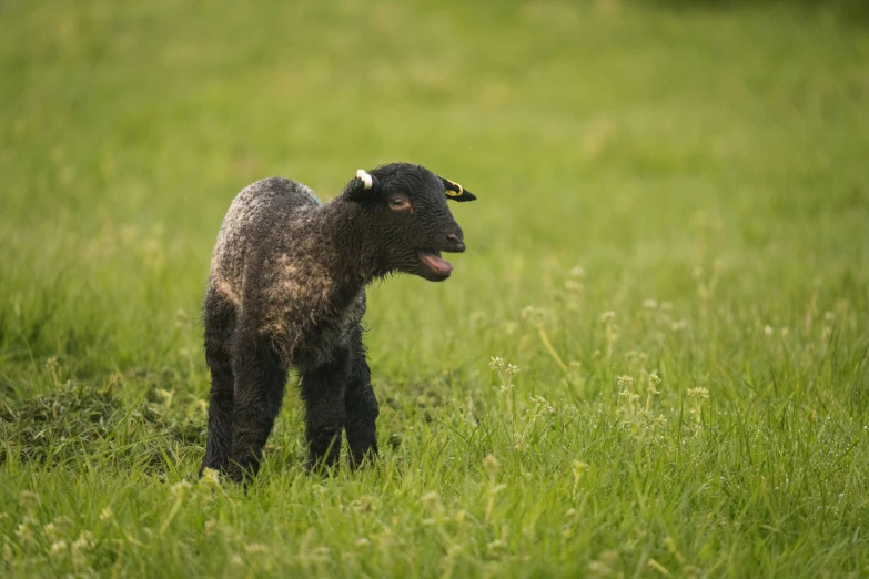 a small animal standing in some green grass