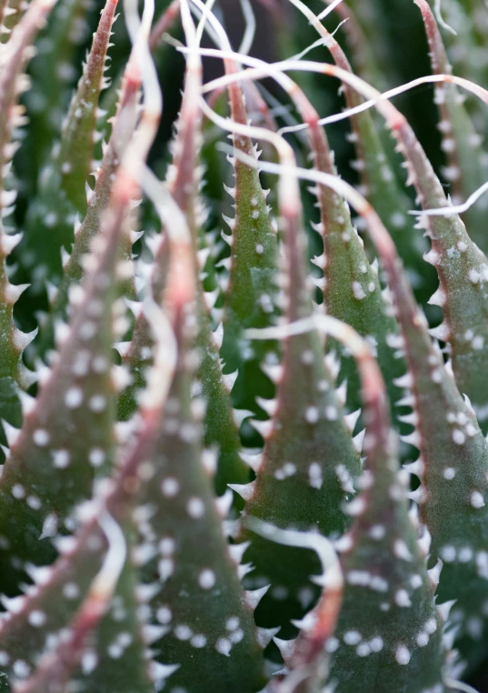 the back end of a cactus with white dots on it