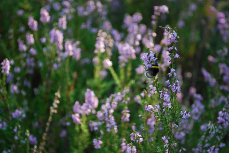 there is a bee that is in the flowery area